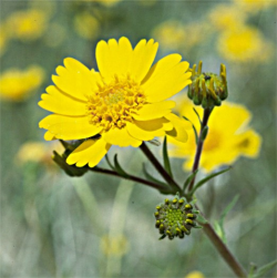 Photo taken in the Tumey Hills, Fresno County © Dean W. Taylor. 